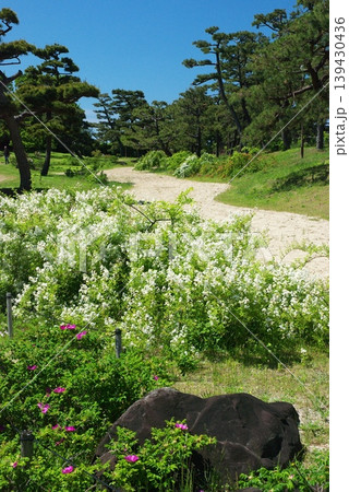 浜寺公園のバラ園にて 139430436