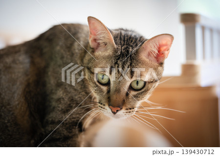 tabby cat resting on a modern wooden cat climber, cat tree tower tabby cat resting on a modern wooden cat climber, cat tree tower 139430712