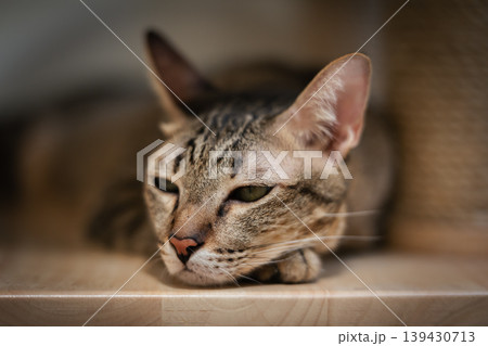 tabby cat resting on a modern wooden cat climber, cat tree tower 139430713