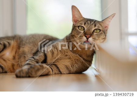 tabby cat resting on a modern wooden cat climber, cat tree tower tabby cat resting on a modern wooden cat climber, cat tree tower 139430719