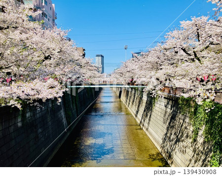 中目黒の満開の桜の風景 139430908