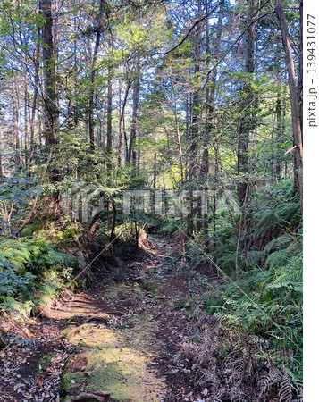 Sunlit forest trail surrounded by lush green trees and ferns Sunlit forest trail surrounded by lush green trees and ferns 139431077