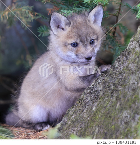 Red fox baby portrait in the forest, Canada 139431193