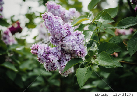 Lilac Flowers Close-Up on a Green Leafy Background Lilac Flowers Close-Up on a Green Leafy Background 139431275