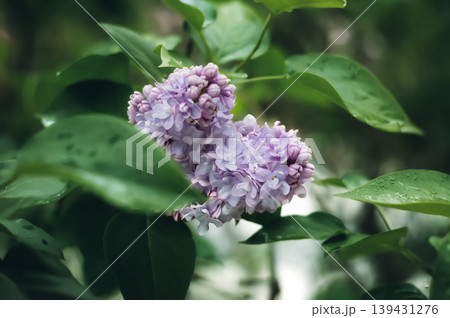 Close-up of blooming lilac flowers with green leaves 139431276