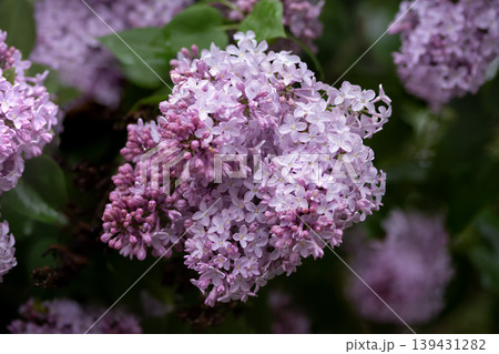 Close-up of blooming lilac flowers in spring 139431282