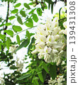 5月、6月に咲くニセアカシアの花のクローズアップ 屋外撮影 5月、6月に咲くニセアカシアの花のクローズアップ 屋外撮影 139431308