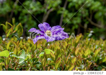 蔓性植物の女王と言われる紫色のクレマチスの花 139431317