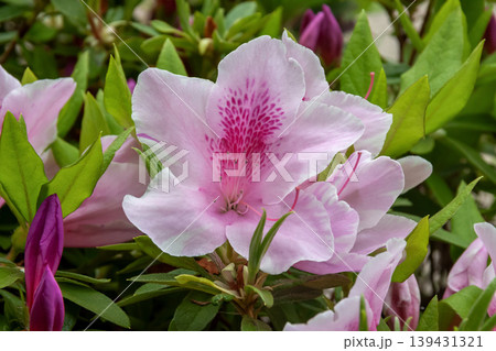 綺麗な桃色ツツジの花【ツツジ科】 139431321