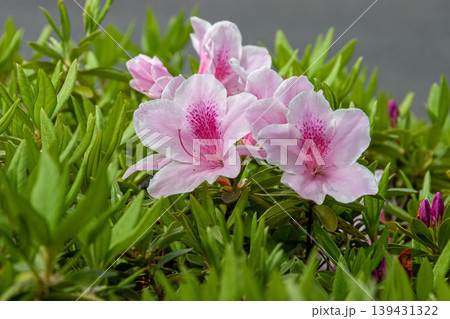 綺麗な桃色ツツジの花【ツツジ科】 綺麗な桃色ツツジの花【ツツジ科】 139431322