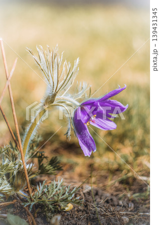 Beautiful purple pasque flower blooming in spring meadow 139431345