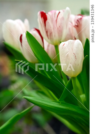 Close-up of white and red tulips with green leaves 139431346