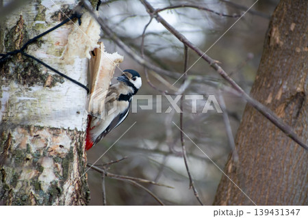Woodpecker on a birch tree in winter forest Woodpecker on a birch tree in winter forest 139431347