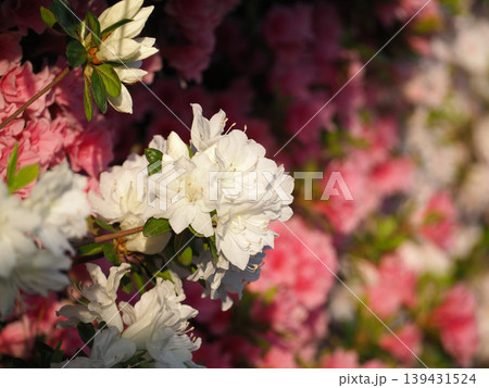 白いつつじの花 139431524