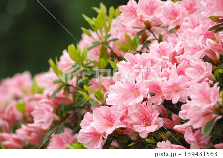 ツツジの花 139431563
