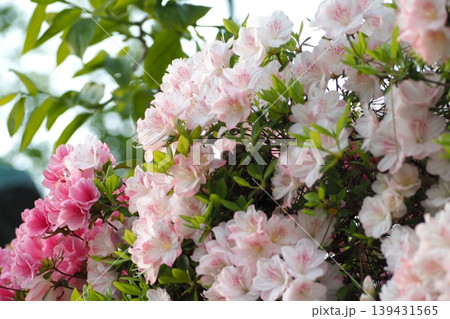 ツツジの花 139431565