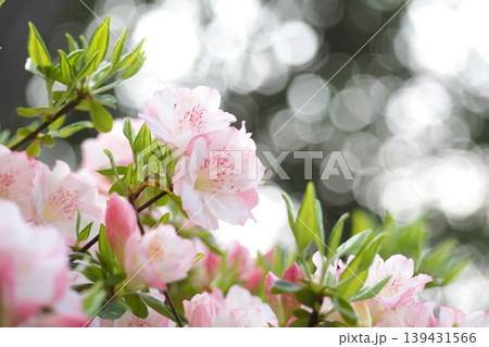 光を浴びたツツジの花 139431566