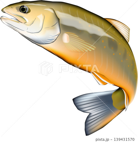 魚イラスト　「オショロコマ」　ベクター形式　白背景単体 139431570
