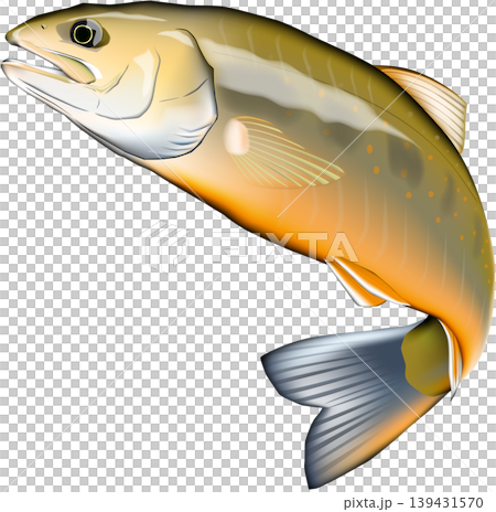 魚イラスト　「オショロコマ」　ベクター形式　白背景単体 139431570