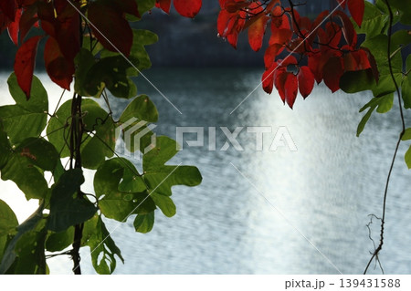紅葉した葉 139431588