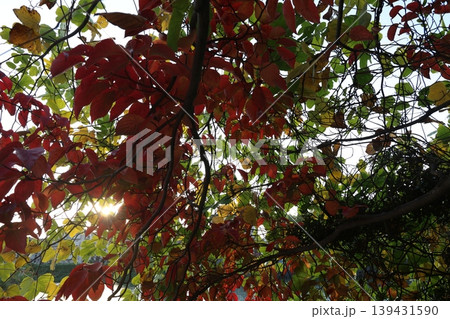 紅葉した葉 139431590