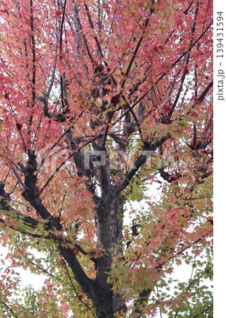 紅葉した葉 139431594