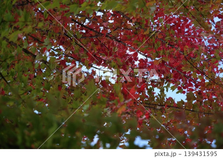 紅葉した葉 紅葉した葉 139431595