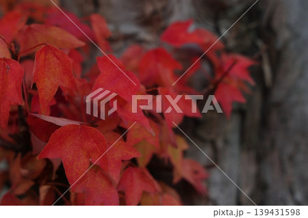 紅葉した葉 139431598