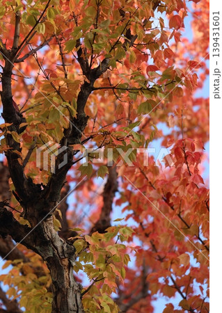 紅葉した葉 紅葉した葉 139431601