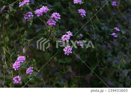 夕方の紫の花 夕方の紫の花 139431603
