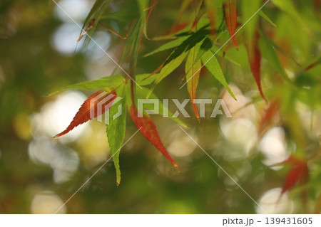 紅葉した葉 139431605