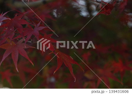 紅葉した葉 139431606
