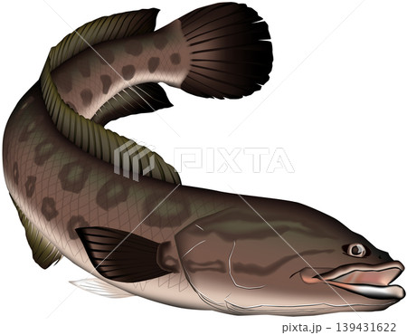 魚イラスト　「ライギョ」(カムルチー)　ベクター形式　白背景単体 139431622