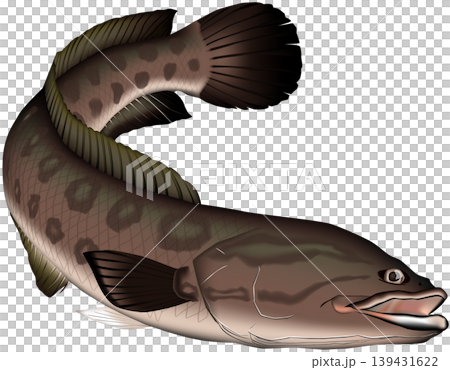 魚イラスト　「ライギョ」(カムルチー)　ベクター形式　白背景単体 139431622