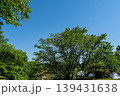 青空と新緑 139431638