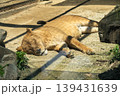 寝転ぶメスライオン 139431639