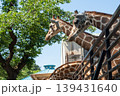 キリンのいる風景 139431640