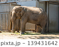 動物園で飼育されているゾウ 139431642