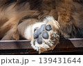 ライオンの肉球 139431644