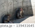 お猿さん 139431645