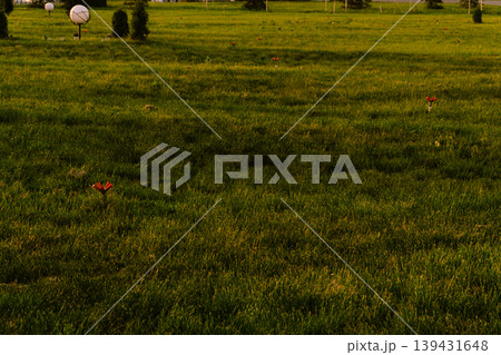 Expansive green lawn with a sprinkler system and park lights in the background Expansive green lawn with a sprinkler system and park lights in the background 139431648