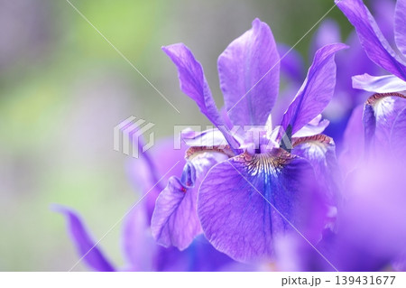鮮やかな紫色の花を咲かせたあやめ 鮮やかな紫色の花を咲かせたあやめ 139431677