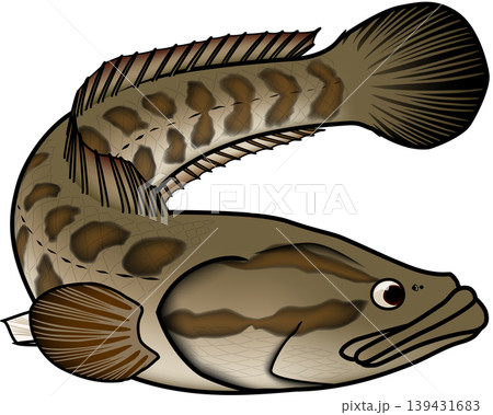 魚イラスト 「ライギョ」(カムルチー)ややマンガスタイル ベクター形式 白背景単体 魚イラスト 「ライギョ」(カムルチー)ややマンガスタイル ベクター形式 白背景単体 139431683