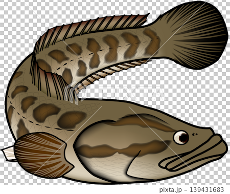 魚イラスト 「ライギョ」(カムルチー)ややマンガスタイル ベクター形式 白背景単体 魚イラスト 「ライギョ」(カムルチー)ややマンガスタイル ベクター形式 白背景単体 139431683