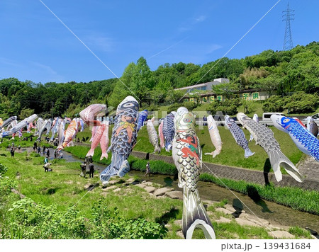 五月晴れの青空・新緑・カラフルな鯉のぼり〈常盤東小学校前(青木川)/愛知県岡崎市〉 五月晴れの青空・新緑・カラフルな鯉のぼり〈常盤東小学校前(青木川)/愛知県岡崎市〉 139431684