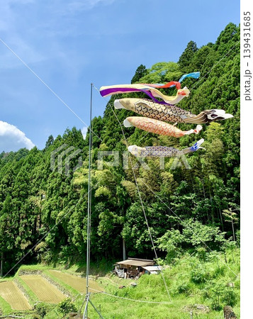 色鮮やかな鯉のぼり・青空・五月晴れの新緑に彩られた棚田の風景〈四谷千枚田/愛知県新城市〉 139431685