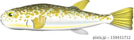 魚イラスト　「ショウサイフグ(食用フグ)」　ベクター形式　白背景単体 139431712