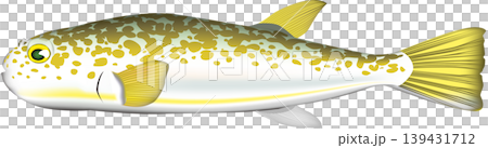 魚類插圖：「小彩河豚（可食用河豚）」 - 向量格式 - 白色背景上的單張圖片 139431712