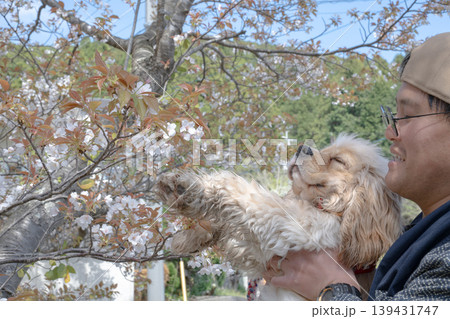 桜と犬と穏やかな春のひととき 桜と犬と穏やかな春のひととき 139431747