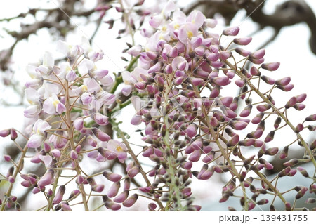 ふじの花 ふじの花 139431755